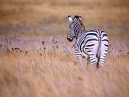 Zebra
