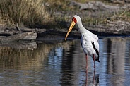 Yellow-billed Stork - Okavango Delta in Botswana