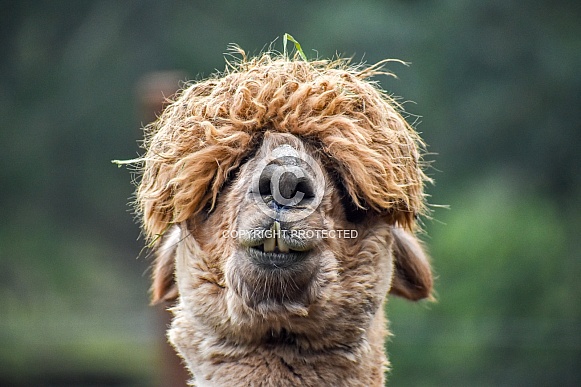 Alpaca (Vicugna pacos) Alpaca (Vicugna pacos)
