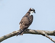 Pandion Haliaetus