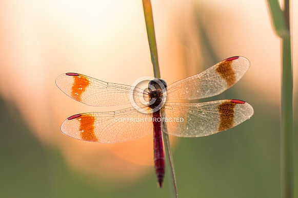 Banded Darter (Dragonfly)