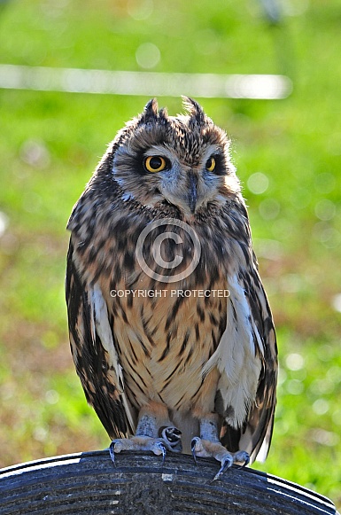 Short-eared Owl / Asio flammeus