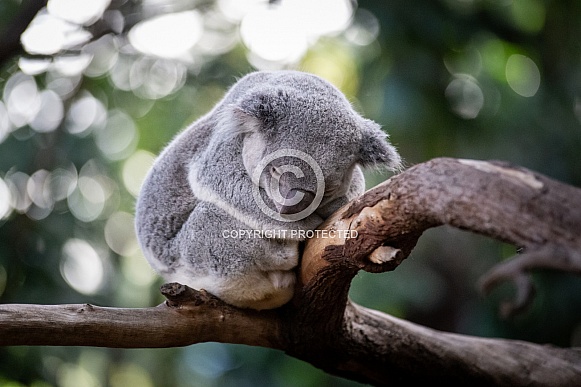 Sleeping Koala Sleeping Koala