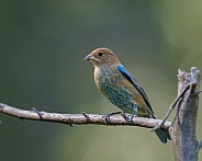 Female Indigo Bunting