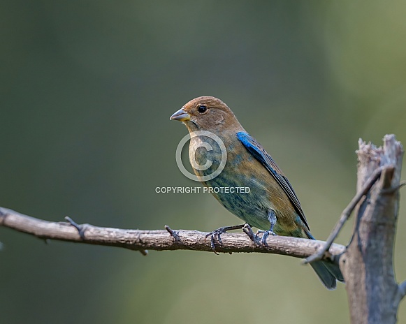 Female Indigo Bunting