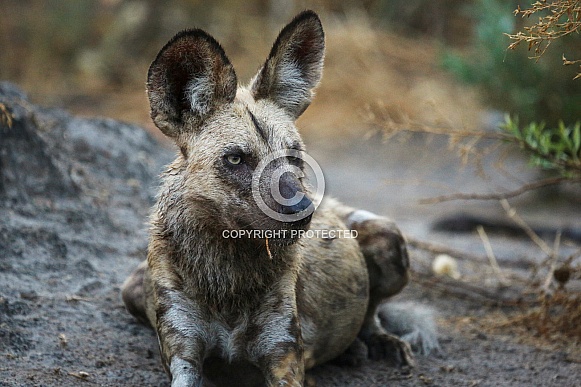 African Wild Dog (wild) African Wild Dog (wild)