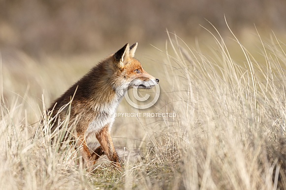 Red foxes Red foxes