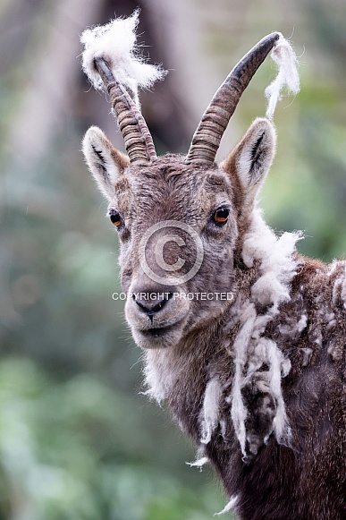 Alpine Ibex (Capra Ibex) Alpine Ibex (Capra Ibex)