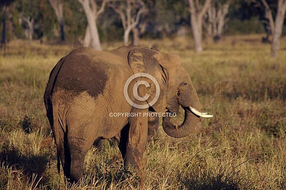African Elephant African Elephant