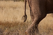 Tail of Wild African Elephant