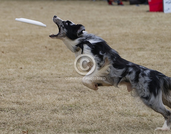 Border Collie or Australian Shepherd