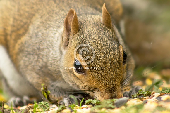 Grey Squirrel Snacking
