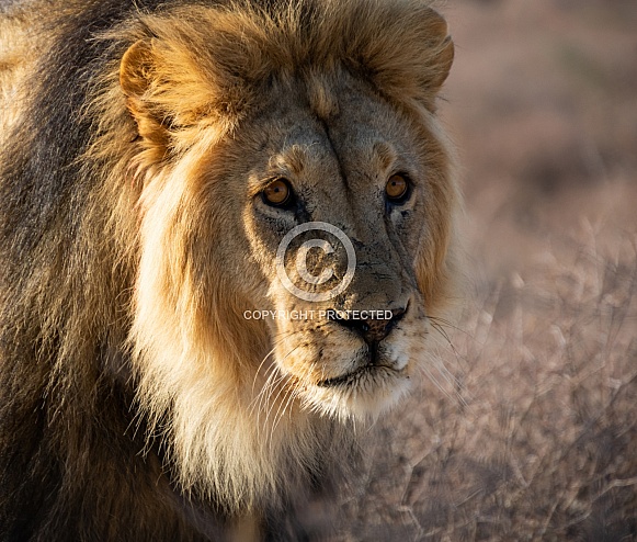 Black-maned Lion