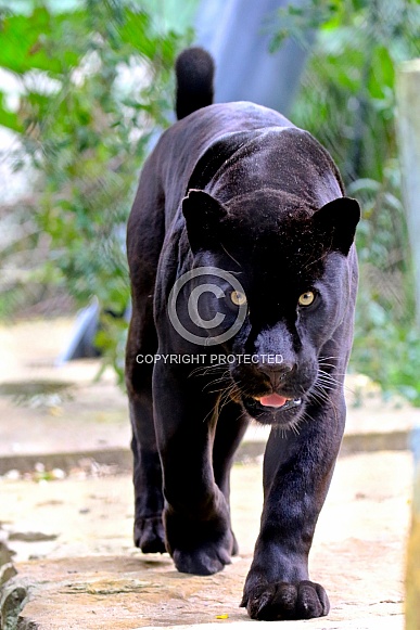 Jaguar