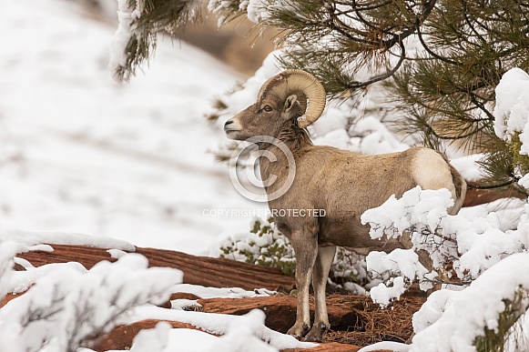 Desert bighorn sheep, Ovis canadensis nelsoni Desert bighorn sheep, Ovis canadensis nelsoni