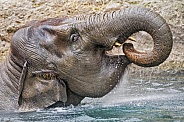 Elephant eating apple
