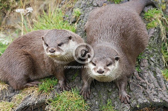 Asian short clawed otter