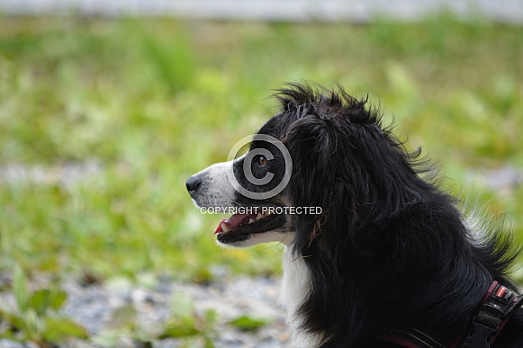 Mini Australian Shepherd