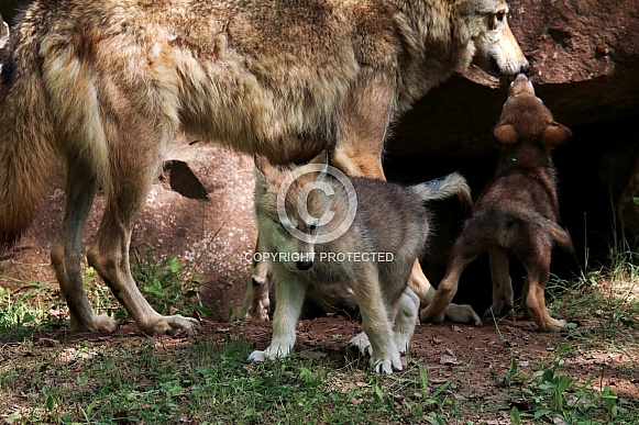 Wolf and Wolf Pups