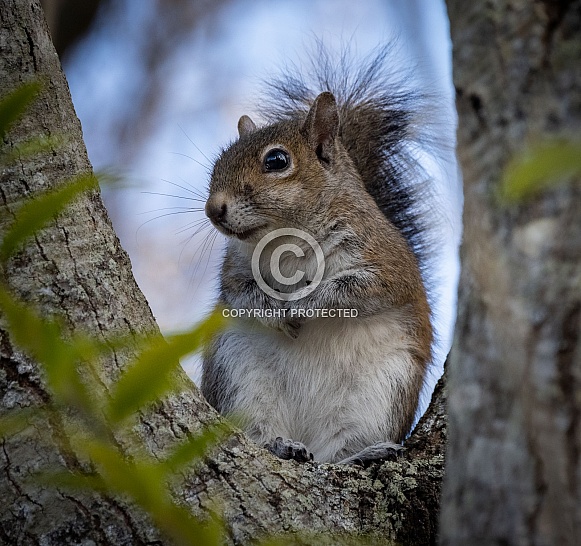Eastern Grey Squirrel in tree