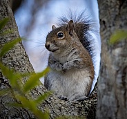 Eastern Grey Squirrel in tree