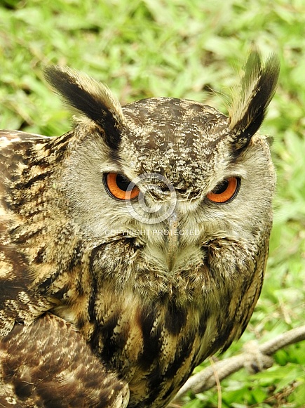 Eurasian eagle-owl