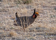 Lesser Prairie-Chicken