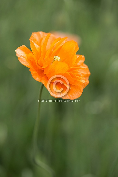 Orange poppy