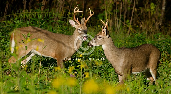White tail deer