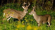 White tail deer