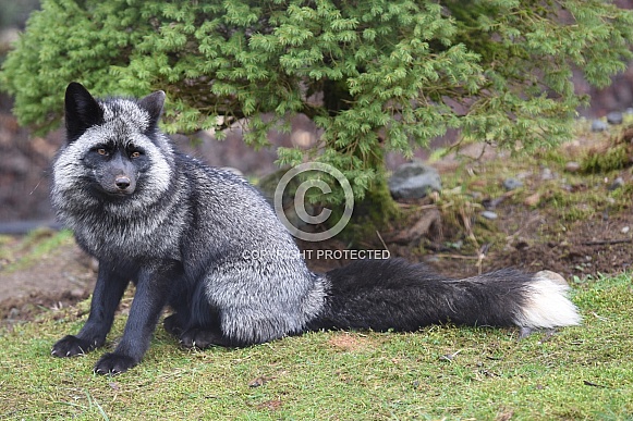 Red Fox - Silver Phase Red Fox - Silver Phase