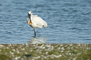 The Eurasian spoonbill