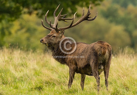 Red Deer Stag