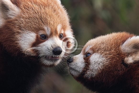 Red Panda Cubs Close Up Together