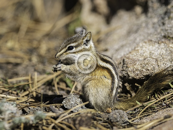 Little Chipmunk in Colorado Little Chipmunk in Colorado