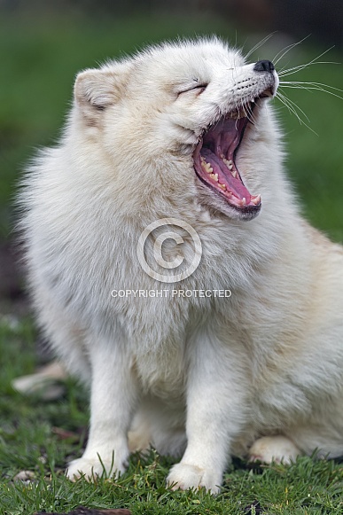Yawning arctic fox Yawning arctic fox