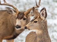 Mule Deer