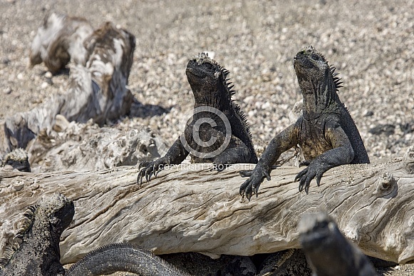Marine Iguana warming up in the sun - Galapagos Islands Marine Iguana warming up in the sun - Galapagos Islands
