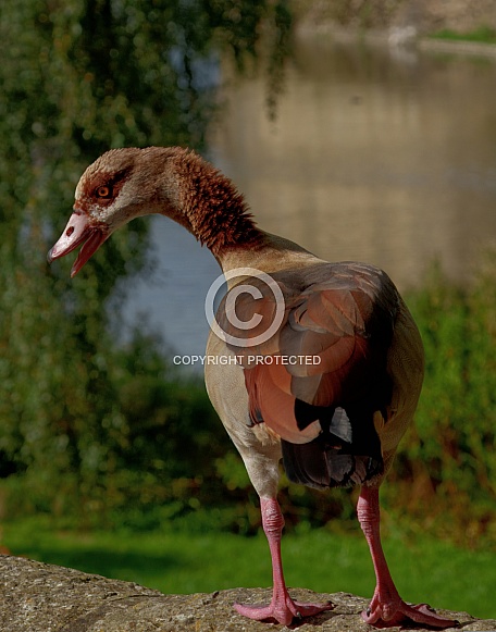 Egyptian Goose