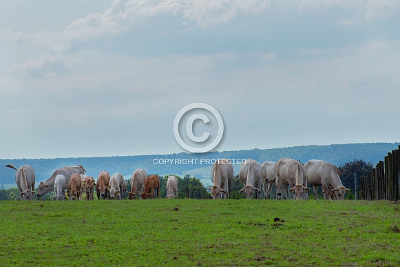 Dutch cows grazing Dutch cows grazing