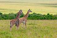 Young Giraffes