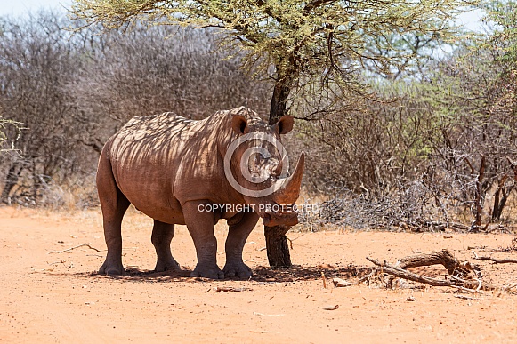 White Rhino White Rhino