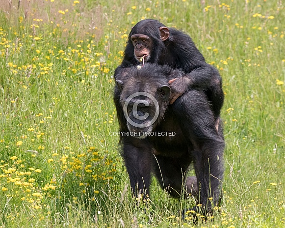 Western chimpanzee