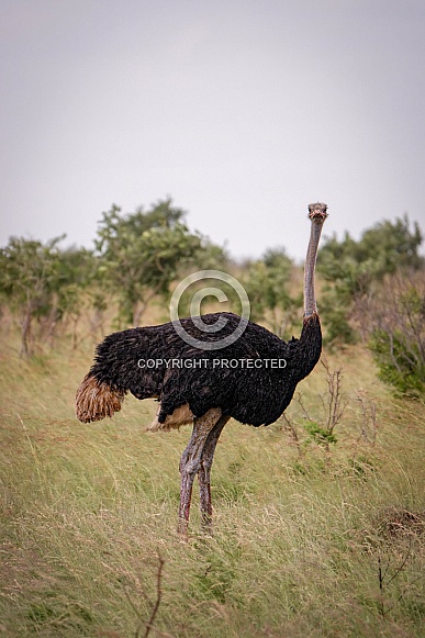 Ostrich Portrait in Kruger National Park Ostrich Portrait in Kruger National Park