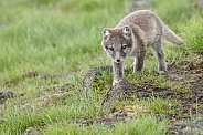 Arctic Fox cub