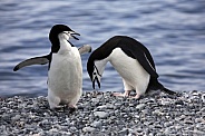 Chinstrap Penguins (Pygoscelis antarcticus)