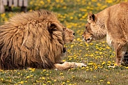 Male and Female African Lions Greeting