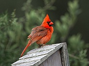 Fluffy Male Northern Cardinal - Cardinalis cardinalis - Perched on roof of bird nesting box, bright red crimson feathers with head crest sticking up