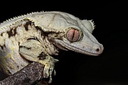 Crested Gecko