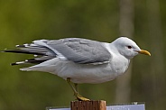 Common Mew Gull Perched on a Post